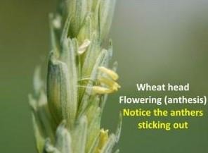 Wheat Heading, Flowering, And Head Scab Risk